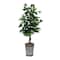 3ft. Artificial Double Trunk Ficus Tree in Metal Planter
